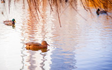 ördekler Gölü'nün su