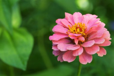 Parlak pembe Bahçe zinnia