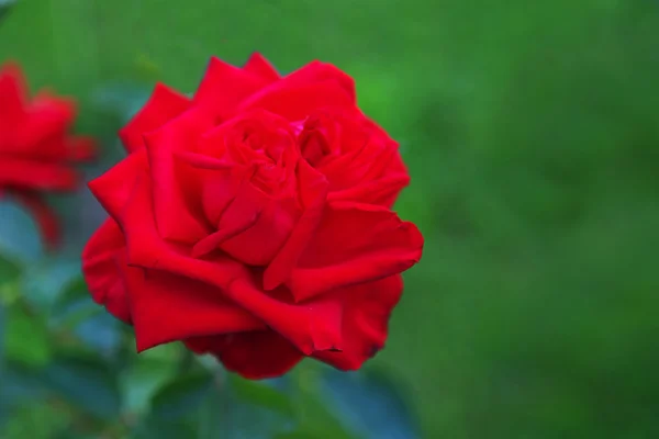 Rote Rose — Stockfoto