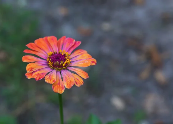 明るいオレンジ色の庭の百日草 — ストック写真