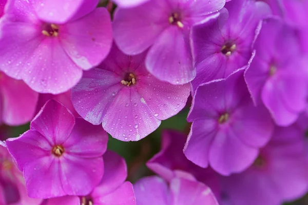 Světle fialové zahradní phlox — Stock fotografie