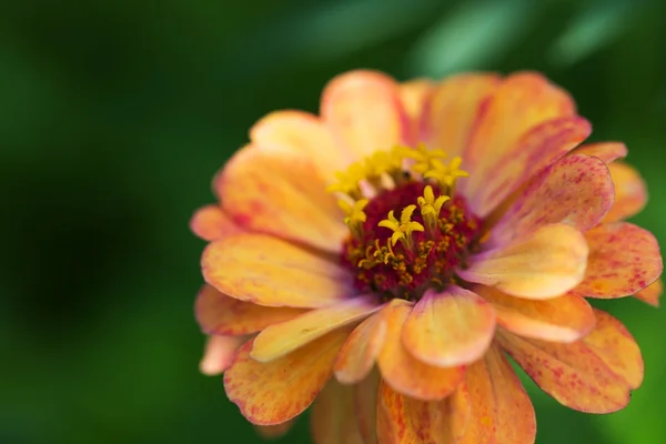 Jardim laranja brilhante zinnia — Fotografia de Stock