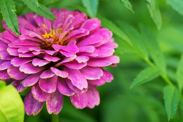 Jasny fioletowy ogrodzie Cynia — Zdjęcie stockowe