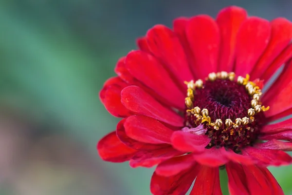 Parlak kırmızı Bahçe zinnia — Stok fotoğraf