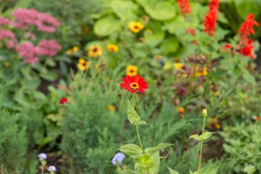 Yaz bahçesinde çiçek açan çiçek