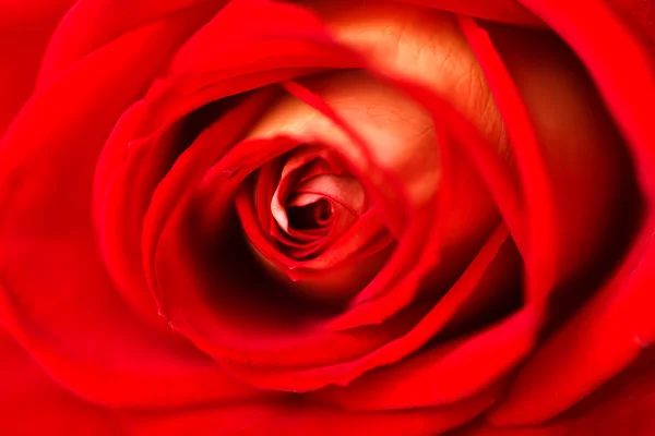 A close up macro shot of a red rose — Stock Photo, Image