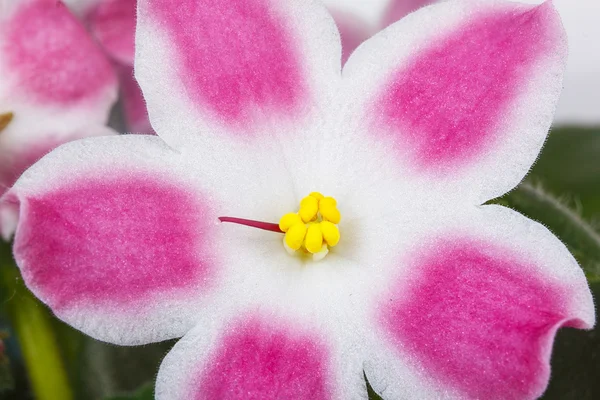 Violet pink flowers close up — Stock Photo, Image