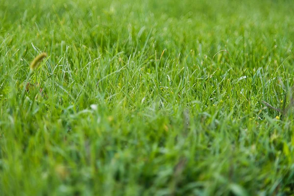 Close up of green grass texture background — Stock Photo, Image