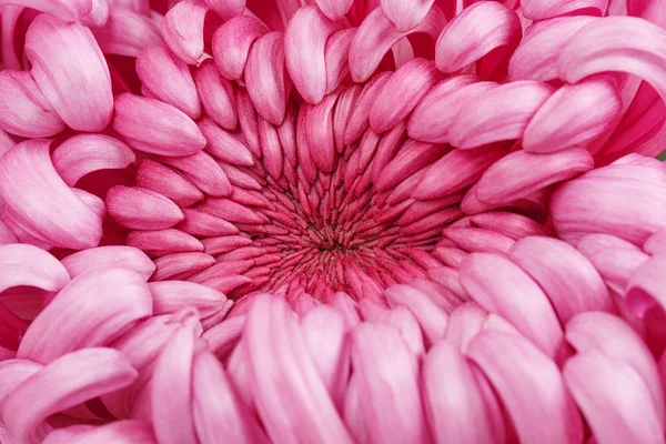 Open roze bloem sluiten — Stockfoto