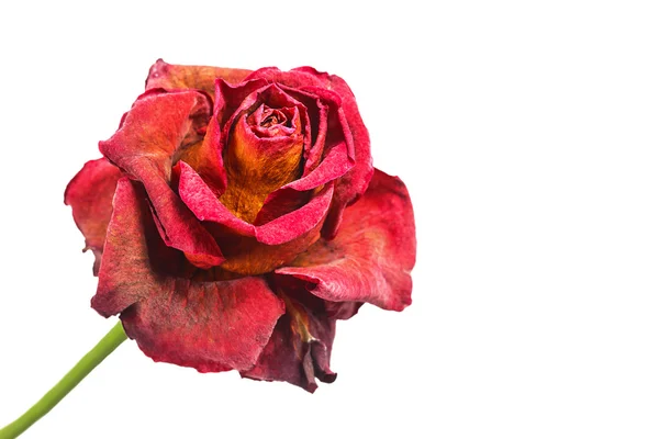 Zwiędły czerwona róża — Zdjęcie stockowe