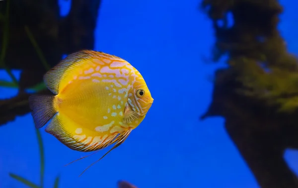 Peixe amarelo sobre um fundo azul — Fotografia de Stock