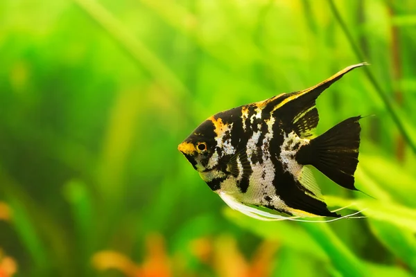 Aquarium met vissen — Stockfoto