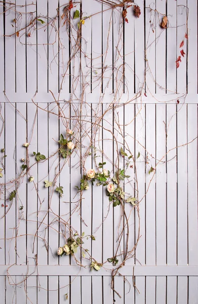 Cerca de madeira branca torcida com rosas — Fotografia de Stock