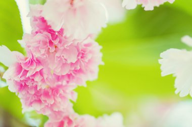 Pembe Sakura. Kiraz çiçek açması ağaç.