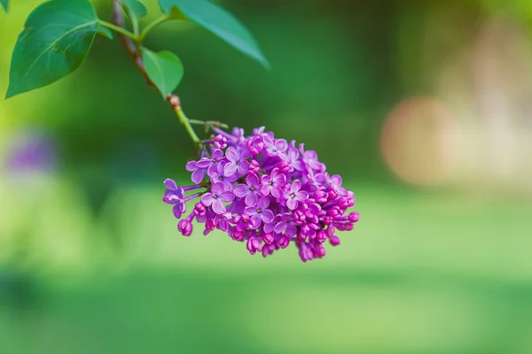 Branch of a purple lilac — Stock Photo, Image