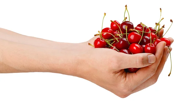 Handful of ripe cherries — Stock Photo, Image