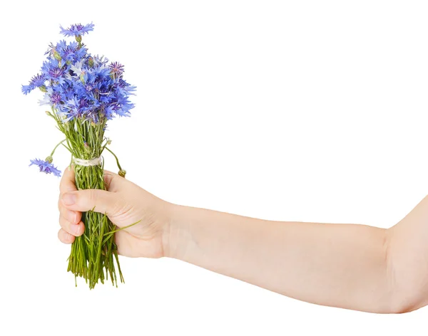 Bouquet de bleuets à la main féminine — Photo