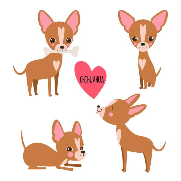 Aranyos Chihuahua meg — Stock Vector