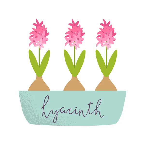 Vector illustration hyacinth — Stock Vector