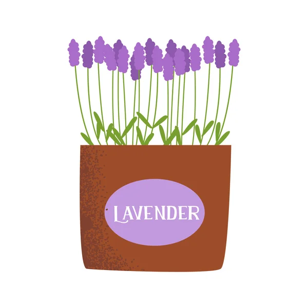 Ilustración vectorial lavanda — Vector de stock