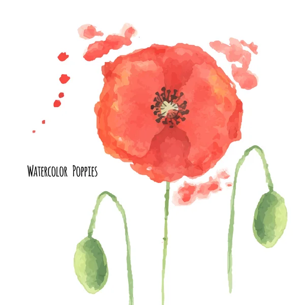 Watercolor poppies — Stock Vector