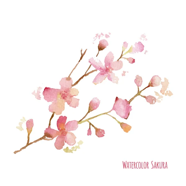 Watercolor Sakura — Stock Vector