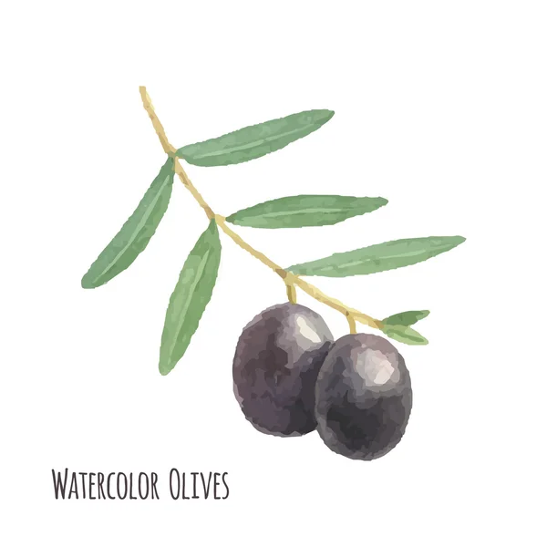 Akvarel olivy 1 — Stockový vektor