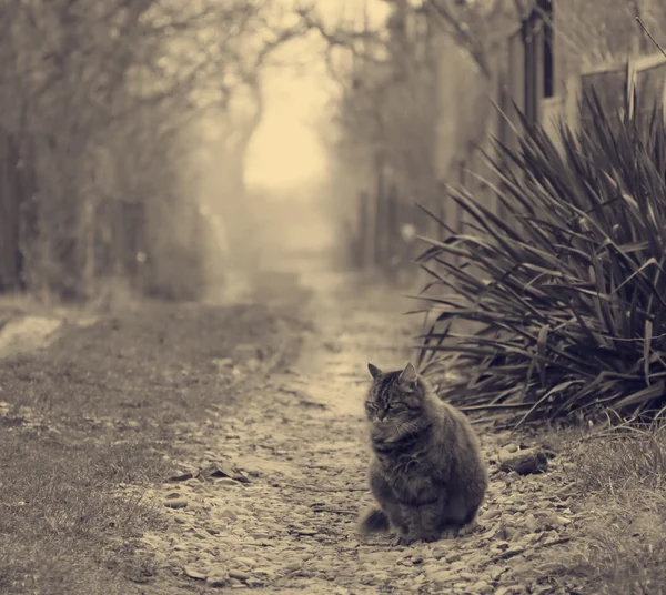 Gatto solitario — Foto Stock