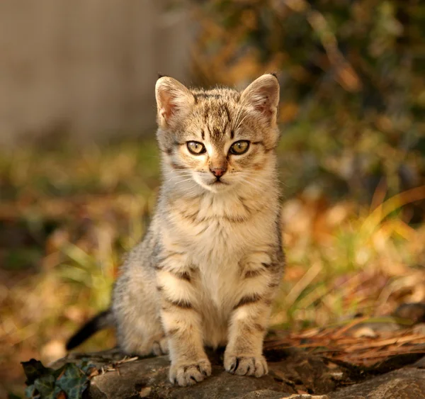 Mały kot — Zdjęcie stockowe