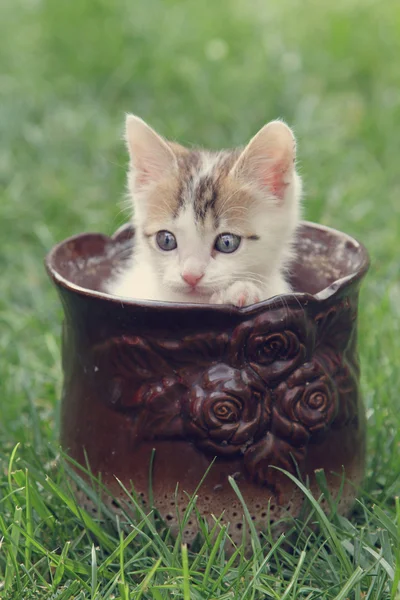 In a pot.... — Stock Photo, Image