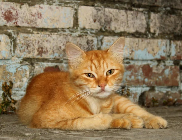 Червоний кіт — стокове фото