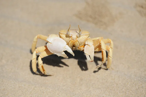 Sand krabba i stranden av Socotra island, Jemen — Stockfoto