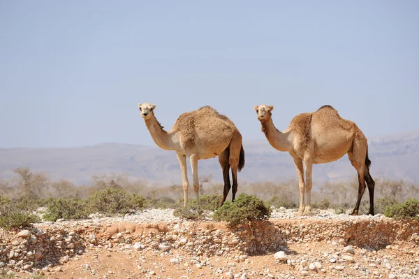 Два верблюда в прерии острова Сокотра, Йемен — стоковое фото