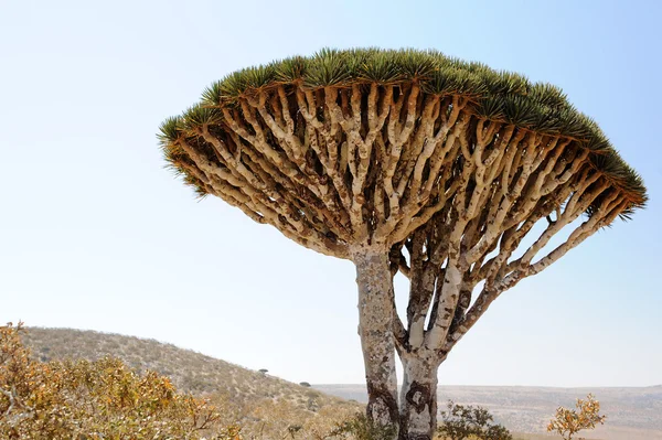 Drachenbaum (dracaena cinnabari) auf der Insel Sokotra, Jemen — Stockfoto