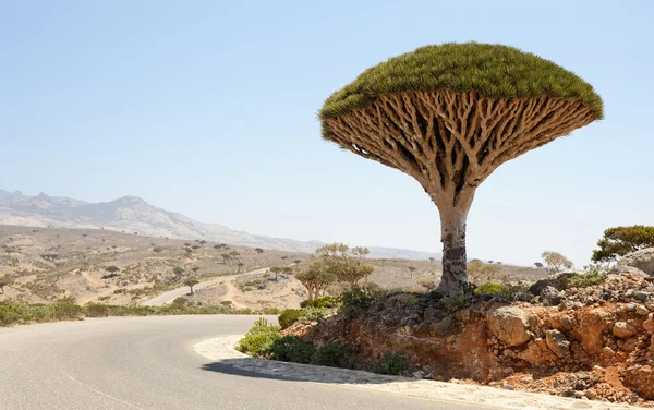 Dragon ağacında Sokotra Adası, Yemen (Dracaena cinnabari)