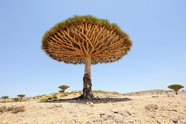 Drachenbaum (dracaena cinnabari) auf der Insel Sokotra, Jemen — Stockfoto