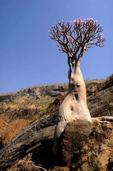 Blühender Flaschenbaum auf der Insel Sokotra, Jemen — Stockfoto