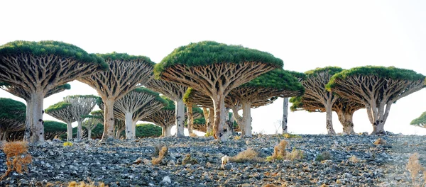 Drachenbäume (dracaena cinnabari) auf der Insel Sokotra, Jemen — Stockfoto