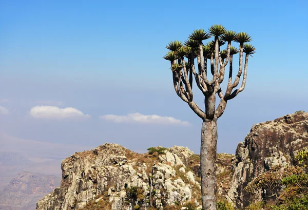 Jemen. Sokotra-Insel. Skurriler Baum im Hochgebirge — Stockfoto