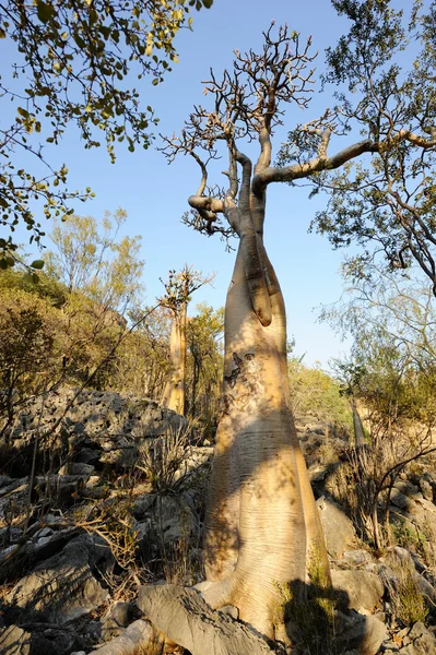 Flaschenbäume und die erstaunliche Natur der Insel Sokotra, Jemen — Stockfoto