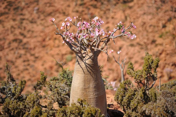 Çiçekli şişe ağacında Sokotra Adası, Yemen