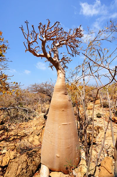 Árbol de botella y naturaleza increíble de la isla de Socotra, Yemen — Foto de Stock
