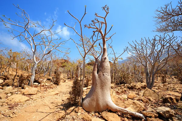 Flaschenbaum und erstaunliche Natur der Insel Sokotra, Jemen — Stockfoto