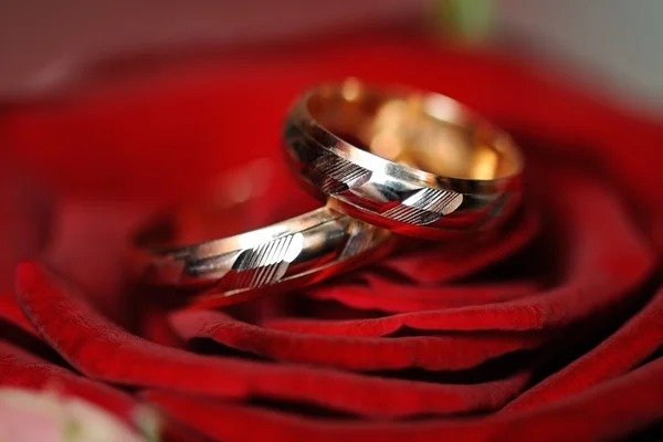 Par de anillos de boda de oro en el fondo de rosa roja — Foto de Stock