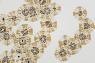 Polarize ışığın renkli mikro kristaller