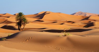 Fas. Sahara çöl kumulları