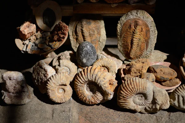 Fossils on display in Moroccan market — Stock Photo, Image