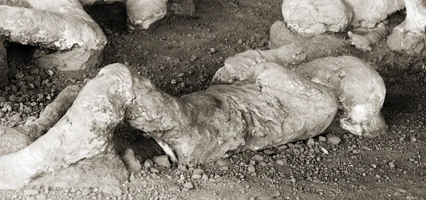 Pompeia. Criança vítima do crime em uma erupção do Vesúvio de Mt Imagens Royalty-Free