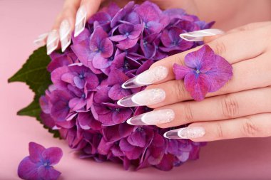 Hands with long artificial french manicured nails and purple Hortensia flower