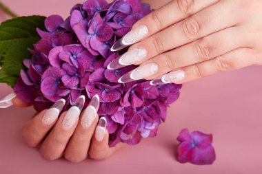Hands with long artificial french manicured nails and purple Hortensia flower